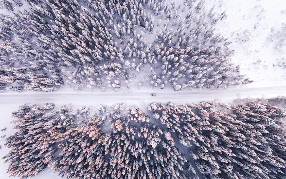 Skogslandskap vinter